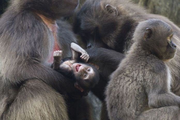 Bronx Zoo Welcomes Baby Gelada Baboon