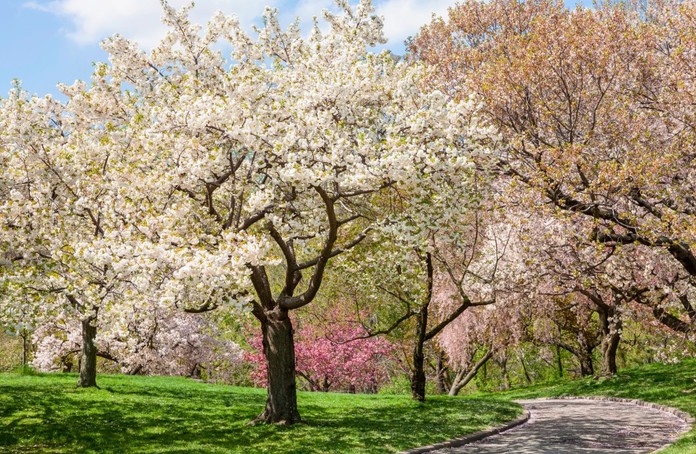 newyorkbotanical