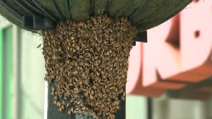 Bees swarm planter outside Urban Outfitters store in Lower Manhattan, New York City Bees swarm planter outside Urban Outfitters store in Lower Manhattan, New York City