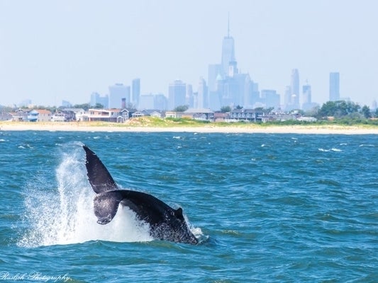 Whales Seen In Hundreds Off NYC Shores, Drawn By Cleaner Waters Whales Seen In Hundreds Off NYC Shores, Drawn By Cleaner Waters
