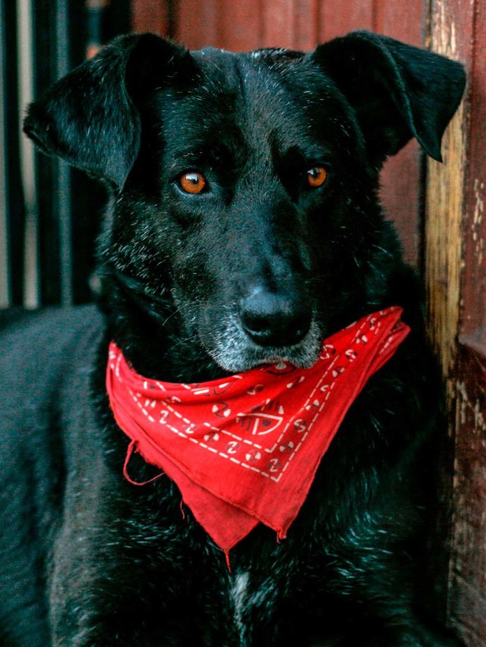 How a Chilean dog ended up as a face of the New York City subway protests How a Chilean dog ended up as a face of the New York City subway protests