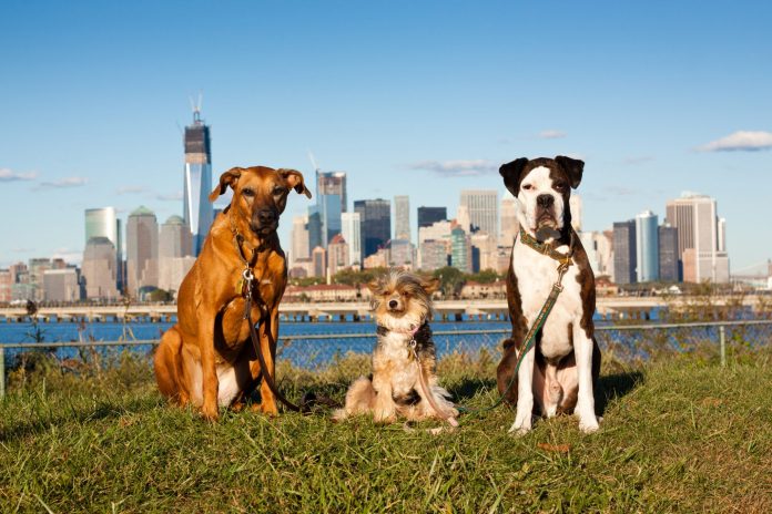 Here are seven paw-some neighborhoods for New York City dog owners Here are seven paw-some neighborhoods for New York City dog owners