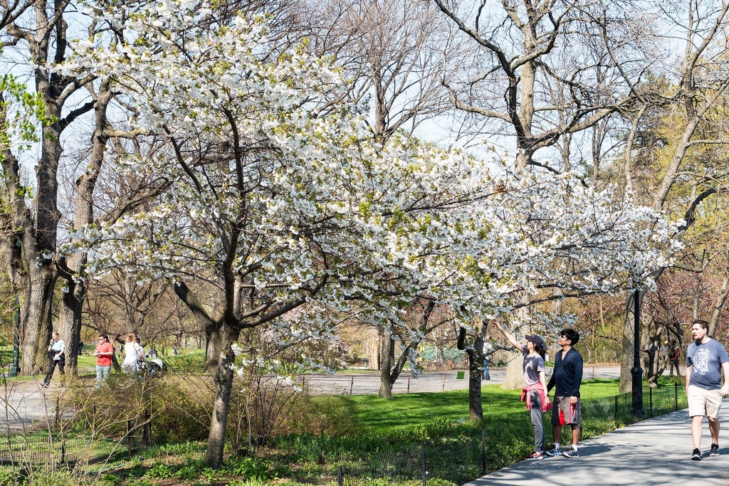 Springtime in New York: Uncovering the City's Must-See Spring Events and Attractions!