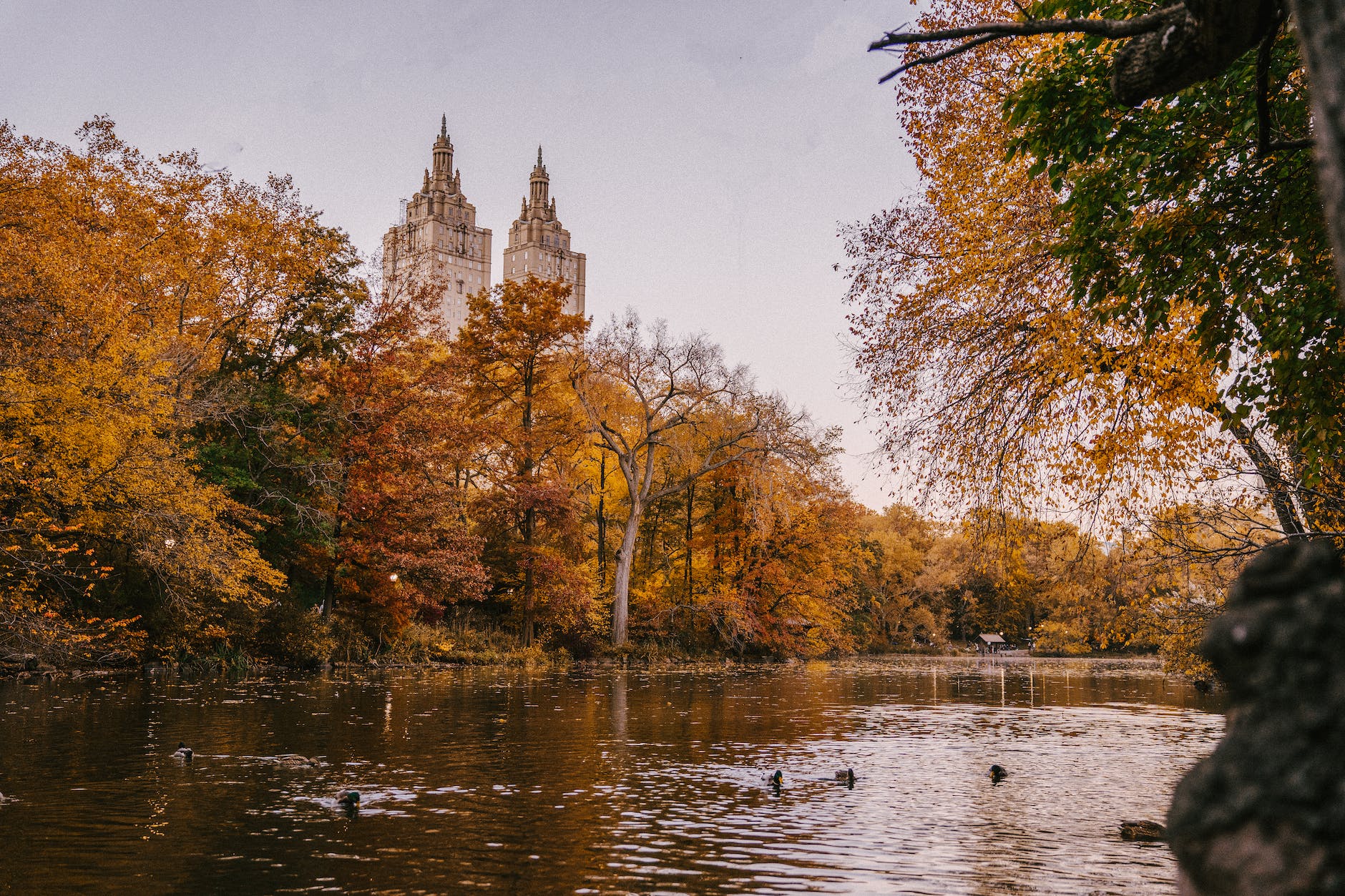 Fall in NYC: Top 10 Spots to Experience Autumn Foliage 1 autumn trees growing near lake in park