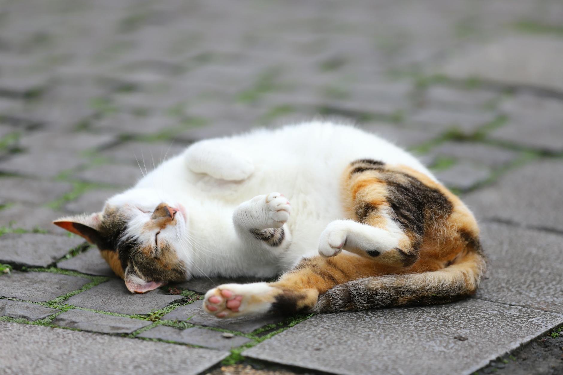 cat lying on gray concrete floor