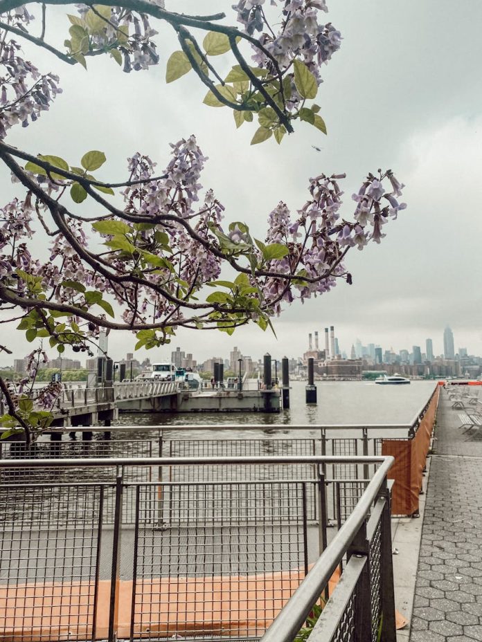 Beautiful spring blossoms overlooking the New York City skyline by the riverfront promenade.