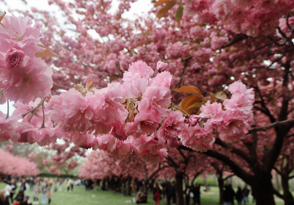 Pink cherry blossoms in New York City during a vibrant spring day.