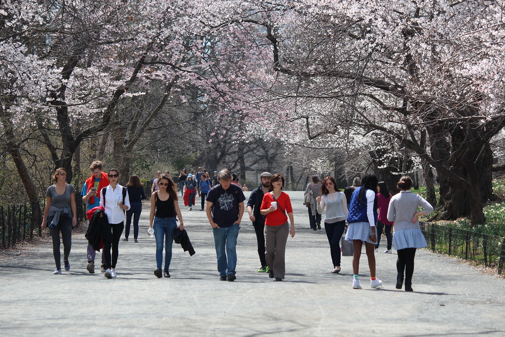 Hidden Cherry Blossom Spots in NYC You Need to See This Spring (2025 Guide) 2