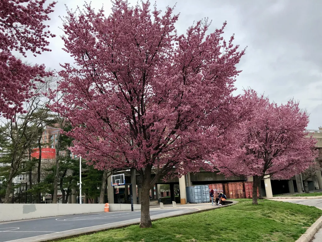 Hidden Cherry Blossom Spots in NYC You Need to See This Spring (2025 Guide) 1
